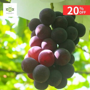 y12/4 20:00`23:59!!X^[g_bVN[|z Ԃǂ c sI[l 2N 5 O|bg  ʎc c A ʎ Ԃǂc uhE  grapes A A K[fjO 