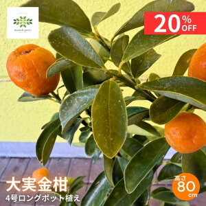 y20%OFF{N[| yVX[p[SALE12/4~12/11z  c LJ 4 O|bg ʎc 񂩂 LJ c ʎ Ђ  p Β S v^[ A A