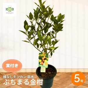 LJ c t Ղ܂  Ȃ 5 ږؕc ʎc Ղ܂ v`} 񂩂 햳 V[hX ʎ