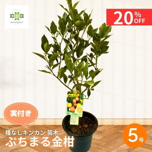 y12/4 20:00`23:59!!X^[g_bVN[|z LJ c t Ղ܂  Ȃ 5 ږؕc ʎc Ղ܂ v`} 񂩂 햳 V[hX ʎ