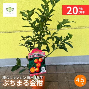 y12/4 20:00`23:59!!X^[g_bVN[|z LJ c Ղ܂  Ȃ 4.5 O|bg ʎc Ղ܂ v`} 񂩂 햳 V[hX ʎ