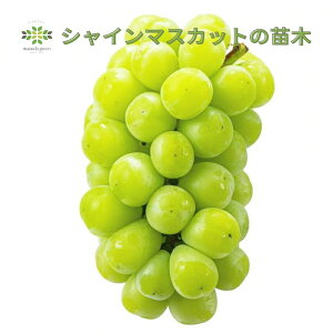 Ԃǂc VC}XJbg 5 O|bg 10  ʎc VC}XJbgc c p Mtg p v[g 蕨