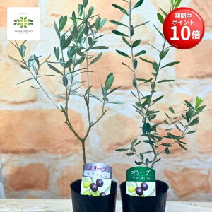 y}\ |Cg10{z I[u c ܂2Zbg 3.5O×2|bg TCY  ʎc ʎ p 蕨 c A nA V{c[ Ԓd  