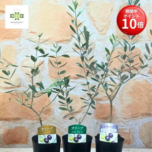 y}\ |Cg10{z I[u c ܂3Zbg 3.5×3|bg  ʎc ʎ p 蕨 c A nA V{c[ Ԓd    lC g 