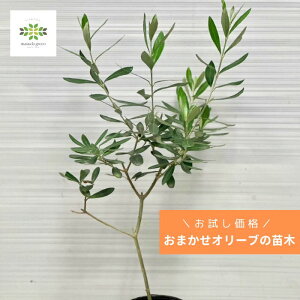  I[u c ܂ 3.5 |bg I[u̖ I[u̕c ʎc ʎ c A nA  Ԓd  V{c[  p 蕨 C^A   Ϗܗp Hp 