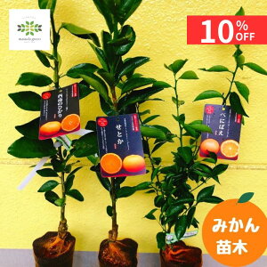 y10%OFF{N[| yVX[p[SALE9/4~9/11z ݂ c 3Zbg [ Ƃ / ̂Ђ /ׂɂ΂ ] 4.5 O|bg 10  ~J  k ʎc ƍ͔| ƒ؉ 