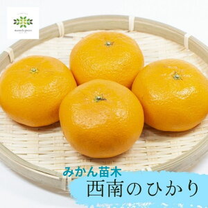 󏭕iI݂ c ̂Ђ 4.5 O|bg 10  ʎc k  ~J ݂̖ x13x ƒ؉ p Mtg v[g p 蕨