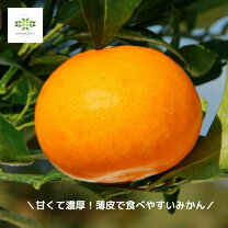 楽天市場】せ とか 4 年生 苗木の通販