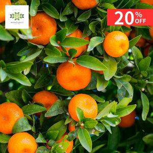 y12/4 20:00`23:59!!X^[g_bVN[|z ݂ c B݂ 2N 4.5 O|bg  ʎc  ~J k ݂̖ ʎ  S A A ƒ