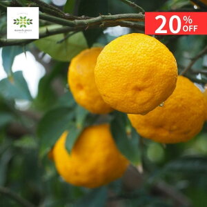 y20%OFF{N[| yVX[p[SALE12/4~12/11z 䂸 ({Mq) c 2N 4.5 O|bg  ʎc Mq {䂸 Mq 䂸 Y k kc ƍ͔| A r^~C ƒ