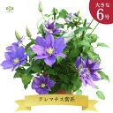 クレマチス 鉢植え 紫系 6号 送料無料 ちょっと早めの母の日 人気の四季咲き 人気 テッセン 四季咲き 毎年 咲く おすすめ 母の日ギフト プレゼント 希少 贈り物 鉢 鉢花 花 生花 ガーデニング 父の日 お祝い 誕生日 お礼