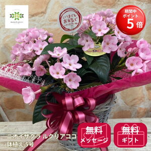 yBLACK FRIDAY |Cg5{z jICUN NA A 5 hV̓t[Mtg  JSt oXPbgt {  ɂ jIC v[g t[Mtg 