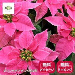 vZ`A zbgsN [WȂ A 5  |CZ`A Vi sN  Ԕ RpNg NX}XMtg t[Mtg 蕨 a j JXj zj