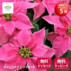 yBLACK FRIDAY |Cg5{z vZ`A zbgsN [WȂ A 5  |CZ`A Vi sN  Ԕ RpNg NX}XMtg t[Mtg 蕨 