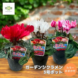 ガーデンシクラメン 苗 3号ポット カラーおまかせ 花苗 花 花壇 庭植え 鉢 寄せ植え 耐寒性 小さい 秋 冬