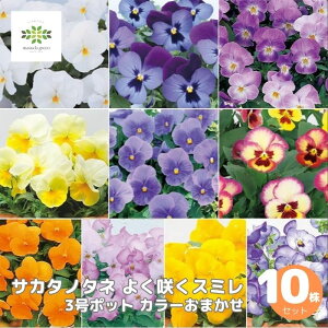 pW[ 悭炭 X~ 3.5|bg ܂FA\[g 10Zbg TJ^̃^l pW[ ς񂶁[ ԕc A nA v^[  ͔| K[fjO | 񂹐A