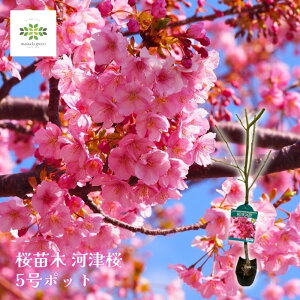  c ͒Í Â 5|bg 炫 JdUN ͒  TN TNc c ̖ A A A  V{c[ t 