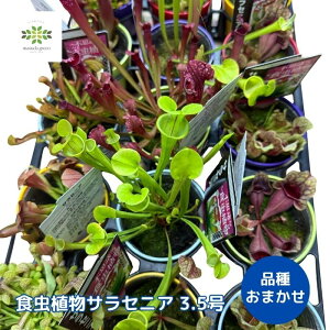 HA TZjA 3.5 i킨܂1 sarracenia rq wCV\E j[N I CeA K[fjO S ċx ώ@ v