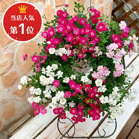 楽天市場 ミニバラ 四季咲き 種類 植物 バラ の通販