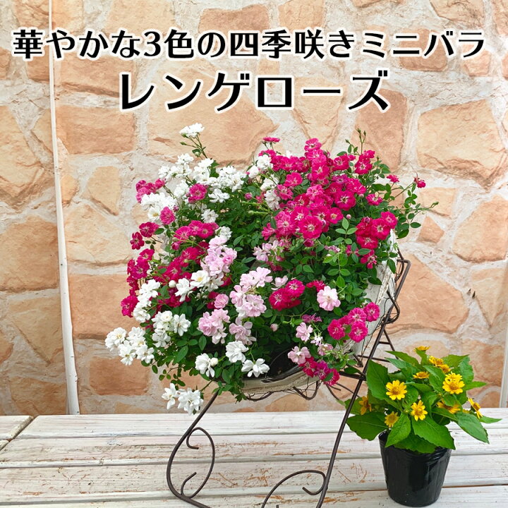 楽天市場 ウェルカム レンゲローズ ミニバラ 四季咲き リング 鉢植え アイアンスタンド付 人気1位 ウェルカムローズ フラワーギフト おすすめ ギフト プレゼント ばら 薔薇 ローズ 誕生日 贈り物 お祝い お礼 可愛い 華やか 花 生花 玄関 送料無料 フラワー