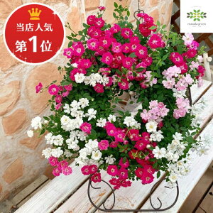 XlC1ʁIEFJ[Y Q[Y ACAX^htyOA ~joz  t[Mtg v[g Mtg lG p p 蕨 j  A a