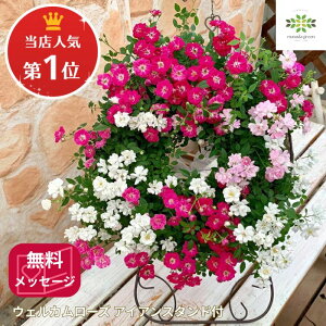 XlC1ʁIEFJ[Y Q[Y ACAX^htyOA ~joz  t[Mtg v[g Mtg lG p p 蕨 j  A a