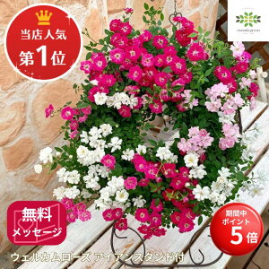 yBLACK FRIDAY |Cg5{z XlC1ʁIEFJ[Y Q[Y ACAX^htyOA ~joz  t[Mtg v[g Mtg lG p 