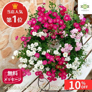 y10%OFF{N[| yVX[p[SALE12/4~12/11z XlC1ʁIEFJ[Y Q[Y ACAX^htyOA ~joz  t[Mtg v[g Mtg lG