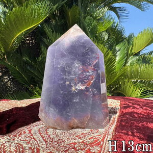 VR AWXg  { 900g 13cm |Cg  p[Xg[ AVXg NX^ NH[c VR u _  p[v CeA  R z ^ 