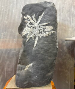 eԐ y44z57cm 27cm  VR u ӏܐ p[Xg[ ~ i   Ř|pI R 