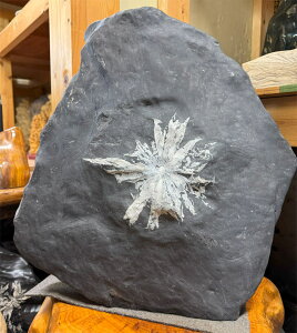 eԐ y45z49cm 47cm VR u  ӏܐ  p[Xg[ ~ i   Ř|pI R