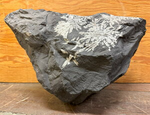 �e�Ԑ� �y50�z������27cm ����42cm �i�� �u�� �V�R�� �������� �� �ӏܐ� ���R�� ���� ����� �p���[�X�g�[�� �~�� ���� ���R�̌|�p�I