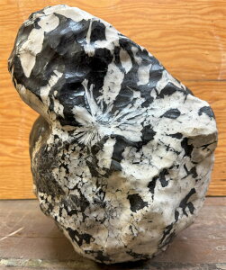 �e�Ԑ� �y52�z������32cm ����22cm �������� �ӏܐ� �i�� �u�� �V�R�� ���R�� �� ���� ����� �p���[�X�g�[�� �~�� ���� ���R�̌|�p�I