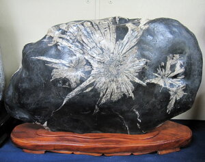 eԐ y56z45cm 68cm t i VR u R  ӏܐ  p[Xg[ ~   Ř|pI