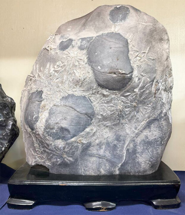 楽天市場】菊花石 【42】台付き 高さ約68cm 鑑賞石 盆石 景石 飾り石 