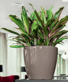 楽天市場 鉢植え 大型 屋外の通販