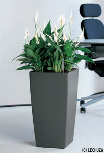 L[rR 30 `R[i30cm 56cmj hCcfUCv^[ ʟ󐅃Zbgt  CUBICO LE-3030 `[U Lechuza Premium MADE IN GERMANY ϗtA vX`bN t[|bg 