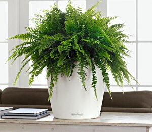 hCcfUCv^[ Eh35 zCg Round ia35cm 33cmj ʟ󐅃Zbgt  LE-7035 `[U Lechuza MADE IN GERMANY ϗtA vX`bN y  t[|bg 