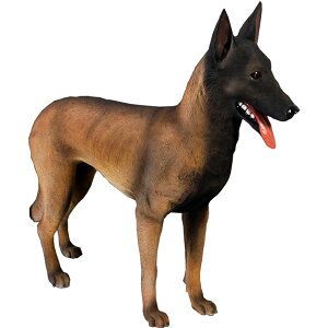 xM[ Belgian Malinois vX`bN (FRP) A[gIuWF A  u  O  K[fjO f   I[ig   K[f tBMA CeA Aj}