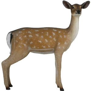 ̃_}WJ Fallow Deer Doe vX`bNiFRPj A[gIuWF  ̒1m18cm   tBMA Aj} t@[WJ ^ u y CeA y  g  f f