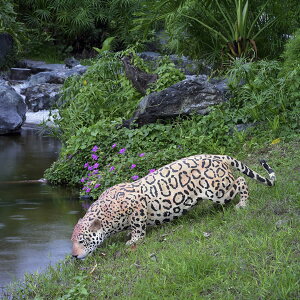 FRPAj}IuWF ӂ̃WK[ Jaguar A    ^ tBMA u  K[fjO I[ig X qE 傫 CeA g JtF iX  O Xg