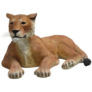 FRPAj}IuWF CIlX |[Y Lioness Lying Down A CI    u tBMA  K[fjO I[ig 炢 傫 CeA g JtF iX