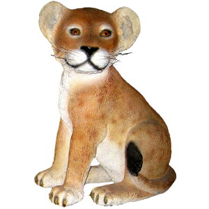 FRPAj}IuWF ߂qCI Lion Cub Sitting 킢 A   u 炢 tBMA  X JtF iX  K[fjO I[ig 傫  O X