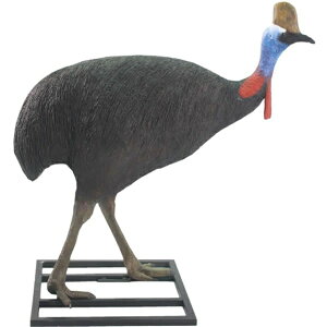 qNChYiIXj Cassowary Male vX`bN (FRP) A[gIuWF A  u  K[fjO I[ig f   O y    O tBMA CeA