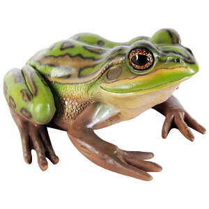 FRPAj}IuWF qLXWAKG Green and Golden Bell Frog A ^ u    tBMA   K[fjO I[ig  O X JtF iX Xg 