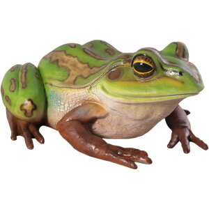 FRPAj}IuWF eLXWAKG Giant Green and Golden Bell Frog A     u ^ tBMA   傫 K[fjO I[ig  O X JtF i