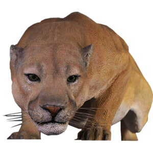 FRPAj}IuWF N[K[ Cougar A s[} tBMA  ^ u    K[fjO I[ig X qE 傫 g CeA JtF iX  O X