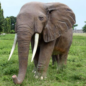 FRPAj}IuWF AtJ African Elephant A  傫   Gt@g g  tBMA   u K[fjO I[ig  CeA  O X J