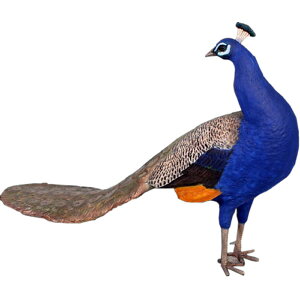 E Peacock vX`bN (FRP) A[gIuWF A 傫 NWN  u CeA K[fjO I[ig    Ⴍ  O O f  y  tBM