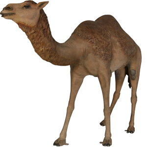 FRPAj}IuWF ŶЂƃRuN_ Dromedary Camel   A 炭 u pk K[fjO IuWF   X JtF I[ig O   傫 iX Xg 